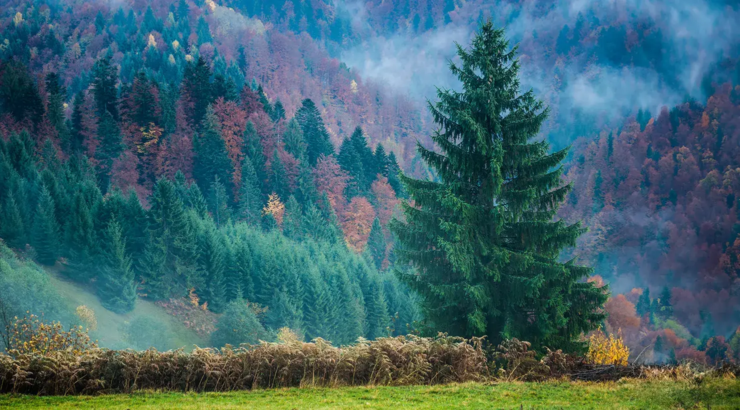 Ministerul-Mediului_SUMAL_Zitec-conifer-forest