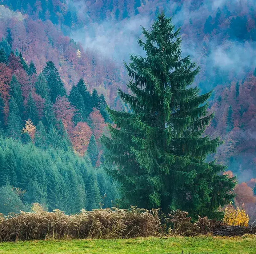 Public-Sector_Gen-AI-fighting-against-illegal-deforestation_conifer-forest